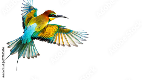A colorful bee-eater swooping through the air on a white background with copy space, wings outstretched