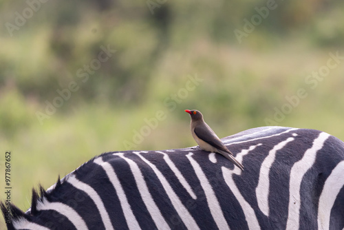 Red-billed oxpecker (Buphagus erythrorhynchus) on a zebra's back