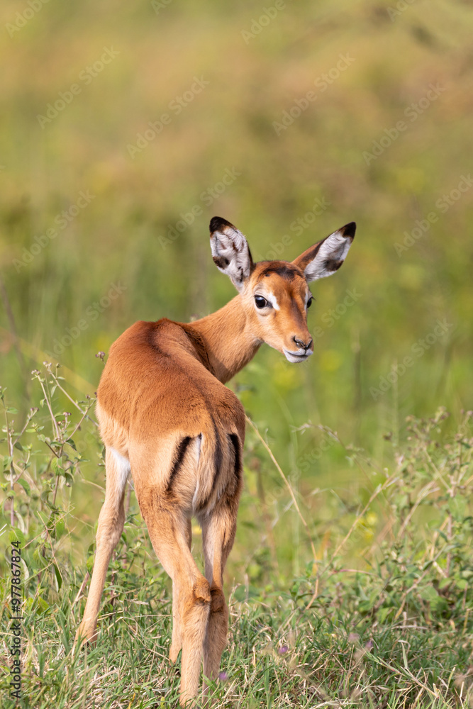 Fototapeta premium Juvenile impala (Aepyceros melampus)