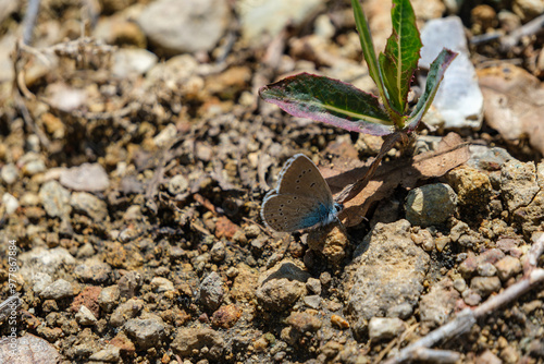 A subspecies of the Mazarine blue species, Cyaniris semiargus ssp. bellis a photogenic butterfly that attracts attention from long distances with its blue feathers on its chest.  photo