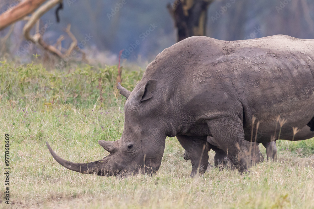 Φωτογραφία Large bull rhino (Ceratotherium simum) in the wild