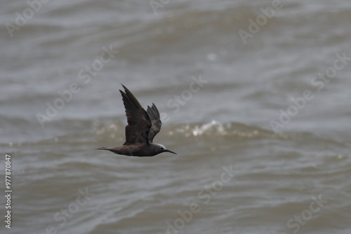 lesser noddy or Anous tenuirostris in flight near Mandwa Maharashtra, India photo