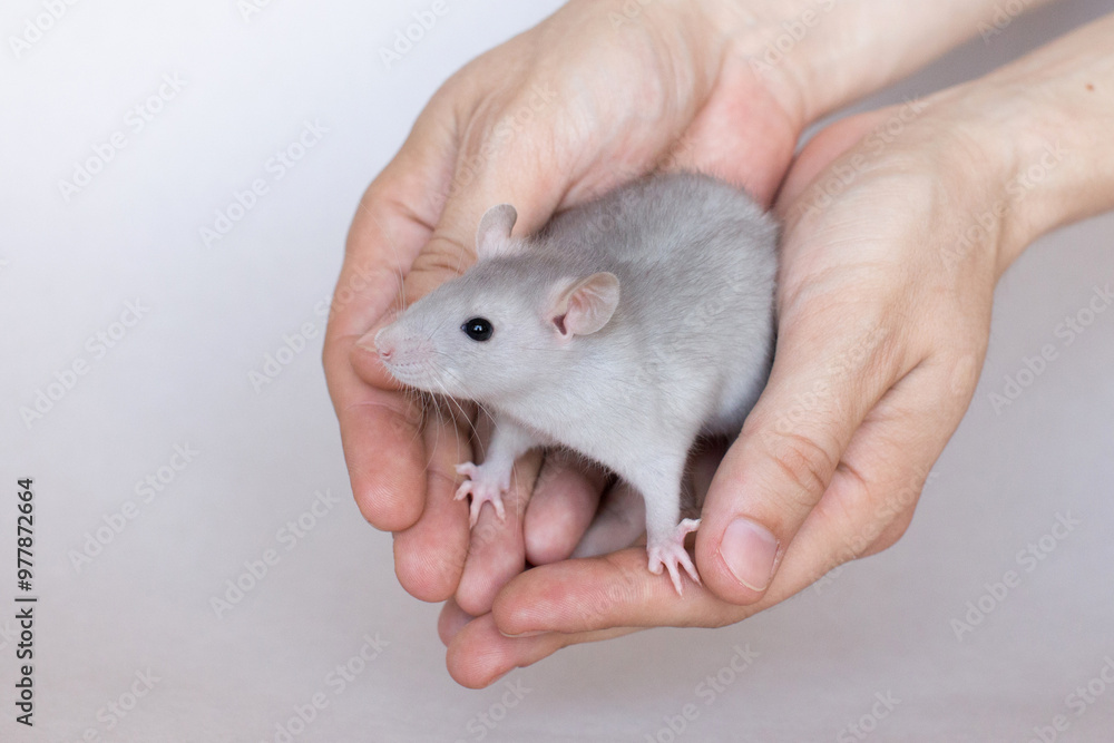 A close-up of a gray rat being gently held in human hands, set against a gray background. The neutral tones emphasize the soft textures of both the rat's fur and the caring hands. A close-up of a gray rat being gently held in human hands, set against a gray background. The neutral tones emphasize the soft textures of both the rat's fur and the caring hands.