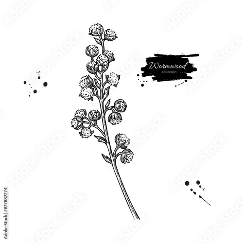 Wormwood drawing. Vector medicinal plant sketch.