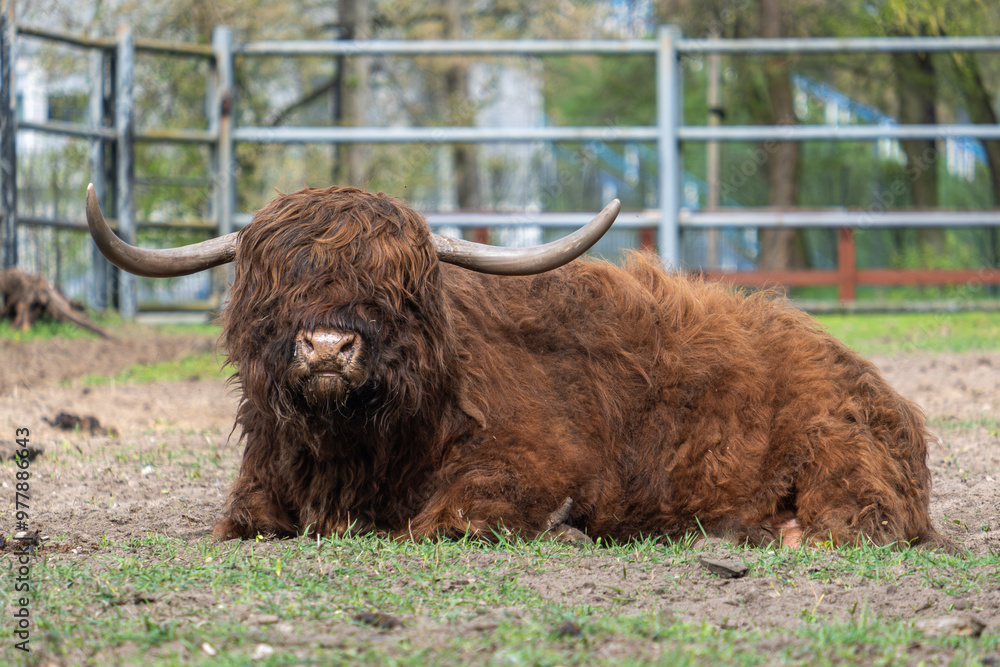 Fototapeta premium Highland cow
