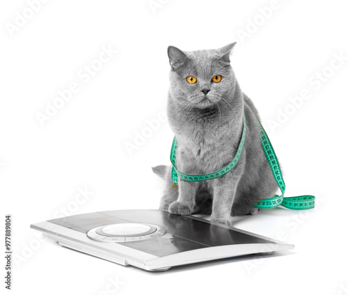 British cat in a measuring tape on a white background, weight control