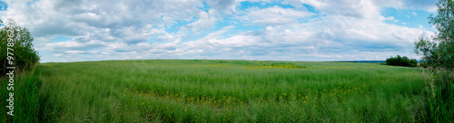 Panorama of new green rapeseed with summer grass against clear blue sky