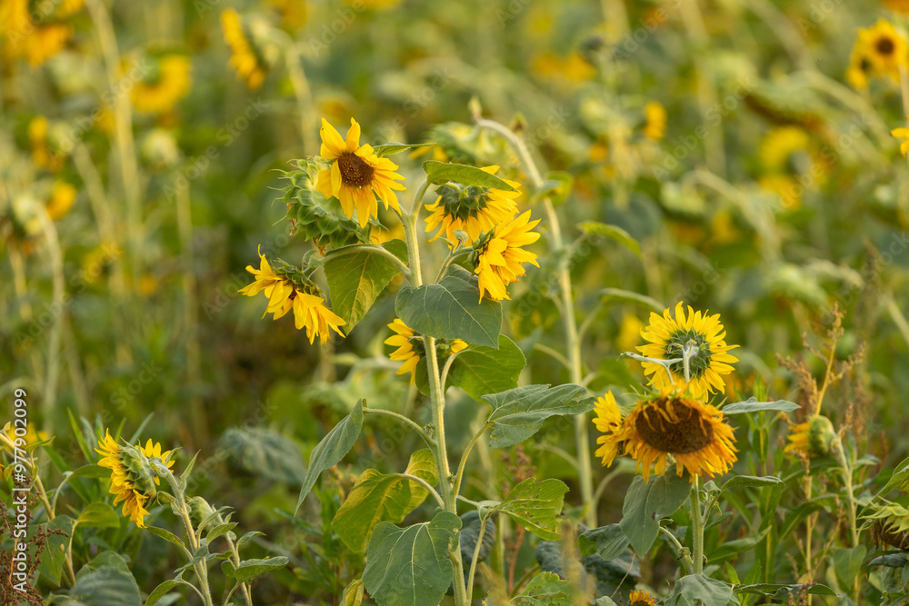 A sunflower field unfolding under the summer sky A sunflower field unfolding under the summer sky