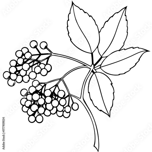 A leafy branch with berries on it. The berries are small and clustered together. The image has a peaceful and serene mood