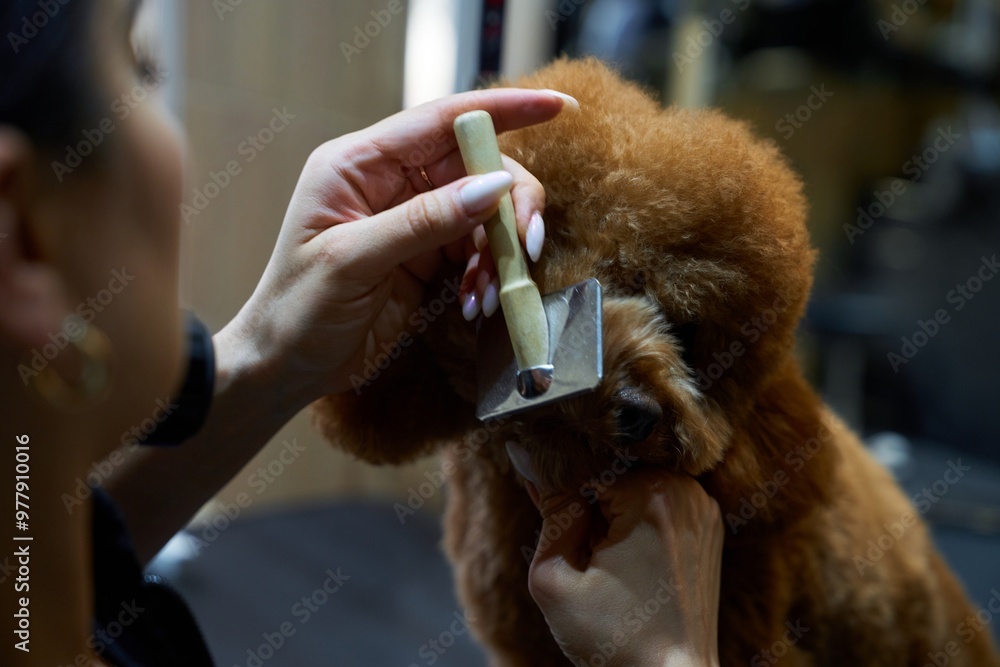 Grooming a poodle in a pet salon during the afternoon session Grooming a poodle in a pet salon during the afternoon session