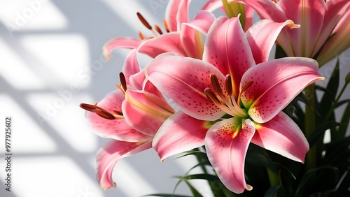 Pink stargazer lily flower with whitespace and subtle shadow. Ideal for a template or border.