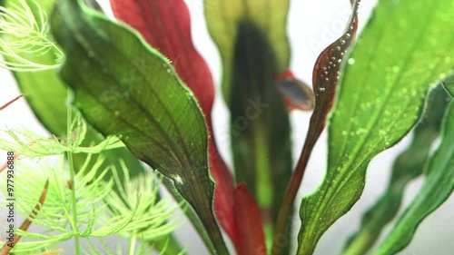 Aquarium fish swims in thickets of echinodorus leaves. The celestial pearl danio Margaritatus Galaxy Microrasbora. Macro view aquarium fish rasbora. bright blue body pearly dots, orange red fins tails photo