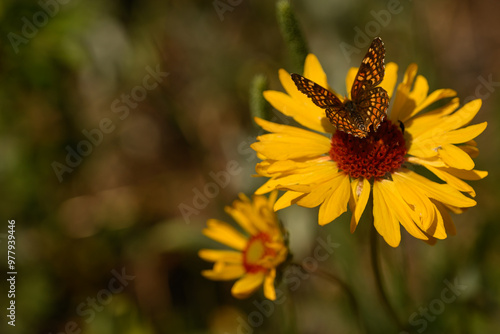 Butterfly on flower over forest floor