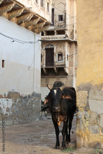 Cow in the streets of Mandawa, India
