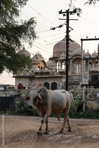 Harlalka Well in Mandawa, Indai