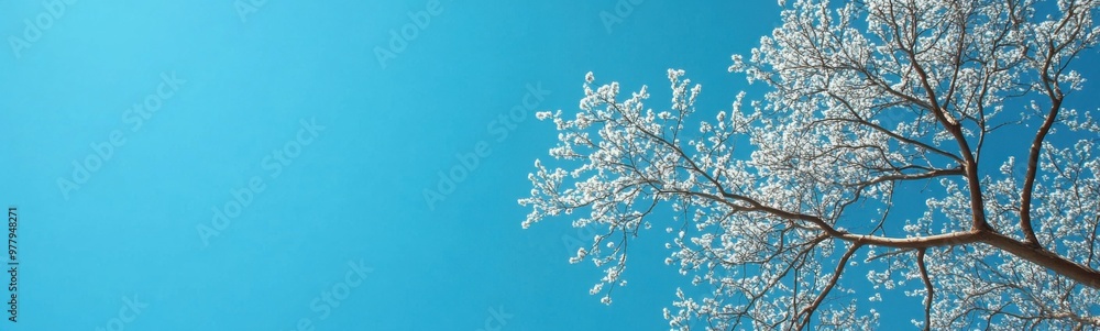 Tree with white flowers on it and a blue sky Tree with white flowers on it and a blue sky