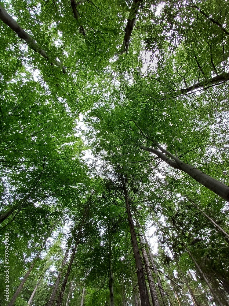 Fototapeta premium from below, tree crowns, poland, central sudetes, mountains, polish mountains, wielka sowa, trekking, lower silesia, forest, polish woods, polish forest, owl mountains