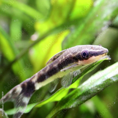 Otocinclus affinis macro view. Aquarium fish catfish rested on a leaf of cryptocoryne and begins to eat algae photo