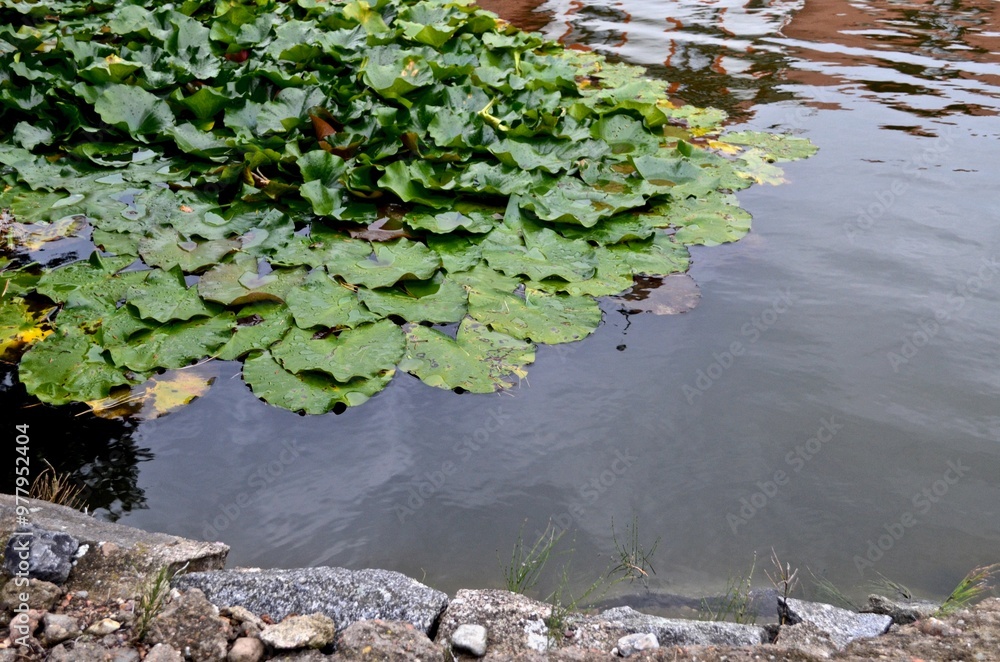 pond with blooming lotuses water lily pond with blooming lotuses water lily