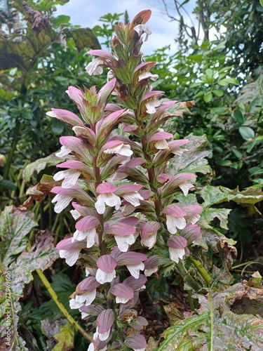 Acanthus spinous, Spiny bear s breeches. Striking flower in the local garden. flower, summer 2024 photo