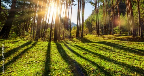 Mountain evergreen pine tree forest time lapse at the summer or autumn time. Wild nature, clear water and rural valley. Sun rays, small creek and yellow grass. Motorised dolly slider movement