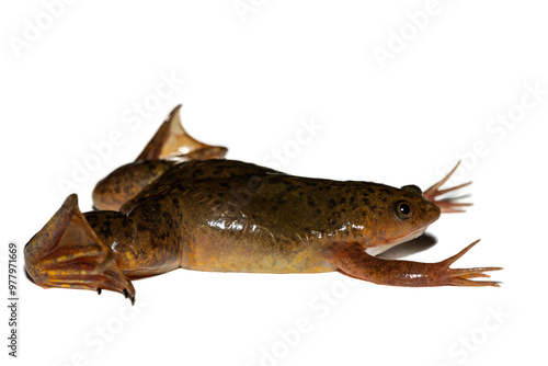 A cute Common Platanna, also known as the African Clawed Frog (Xenopus laevis) against a white background