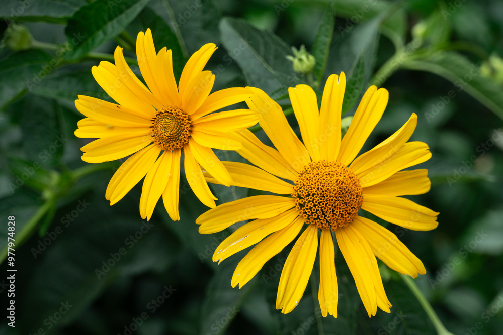 Two large yellow flowers close-up. Yellow daisy Two large yellow flowers close-up. Yellow daisy