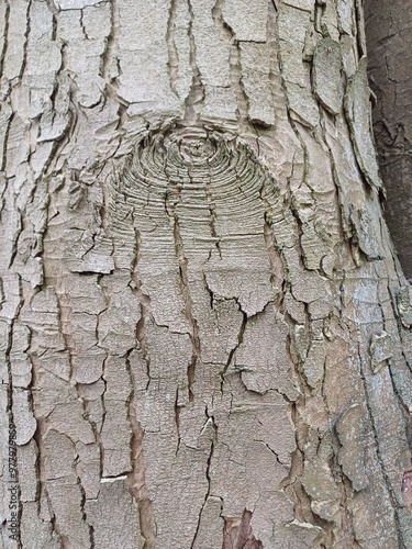 Incredible bark formation, trees, abstract, patterns, Trees from below, granta park, cambridge, cambridgeshire, research park, nature, nature lover, wildlife, biodiversity photo