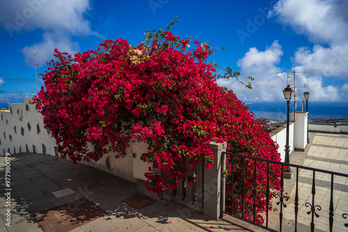 A fragment of a beautiful living flower fence. Firgas is a small town was founded in 1488. Gran Canaria, Canary Islands. Spain. photo