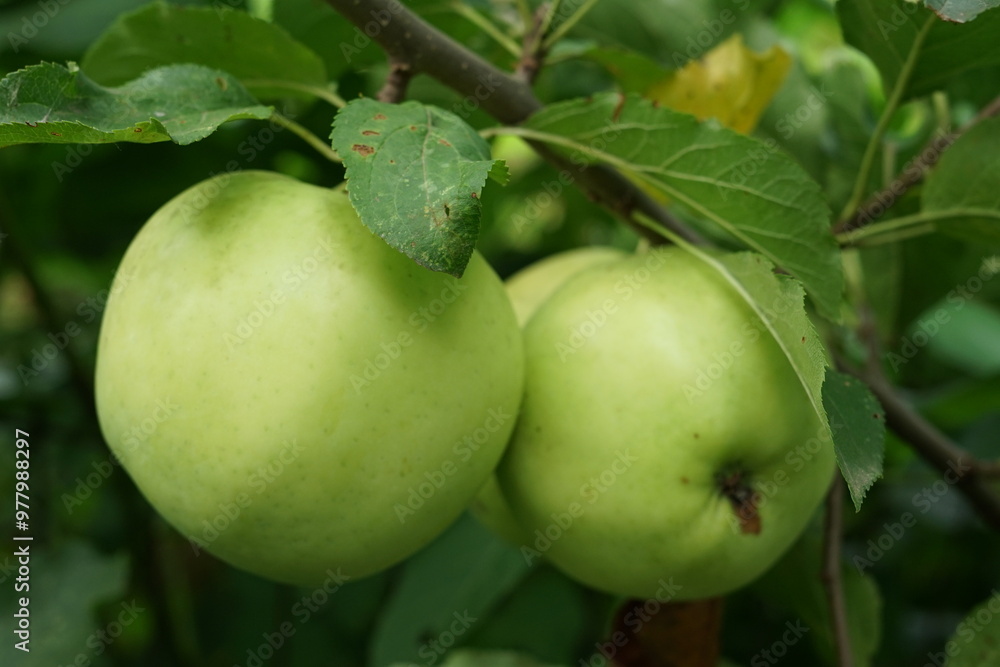 Several large green apples on a tree branch Several large green apples on a tree branch