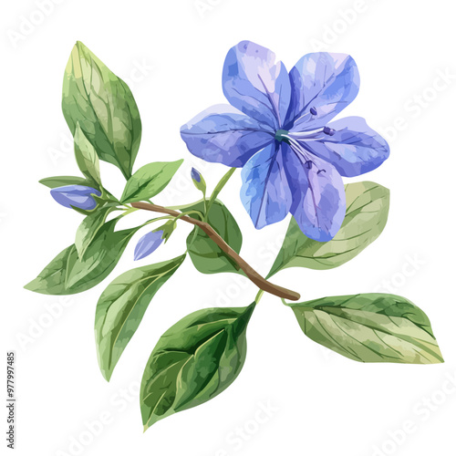 Watercolor drawing of Cape Leadwort (Plumbago auriculata), isolated on a white background, and Cape Leadwort vector