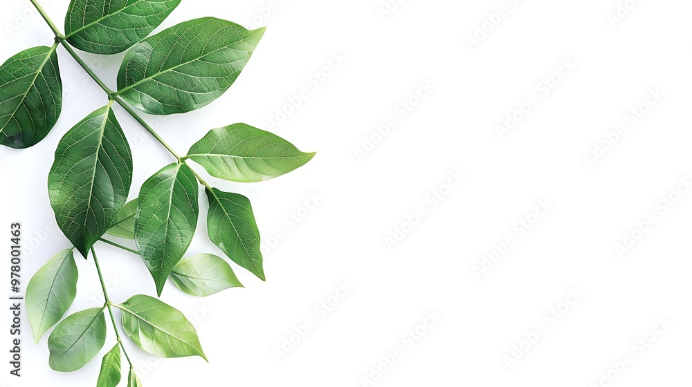 green leaves isolated on white background green leaves isolated on white background
