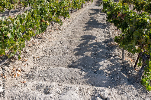 Landscape with famous sherry wines grape vineyards in Andalusia, Spain, sweet pedro ximenez or muscat, or palomino grape plants, used for production of jerez, sherry sweet and dry wines photo