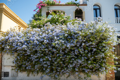 Foto Summer blossom of blue plumbago flowers, nature background