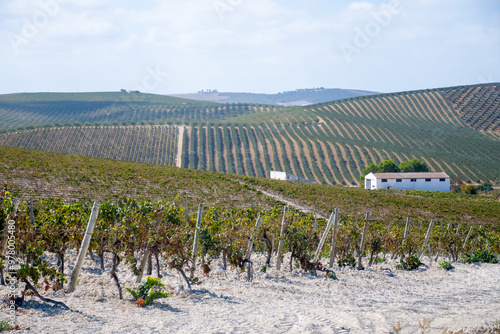 Landscape with famous sherry wines grape vineyards in Andalusia, Spain, sweet pedro ximenez or muscat, or palomino grape plants, used for production of jerez, sherry sweet and dry wines photo