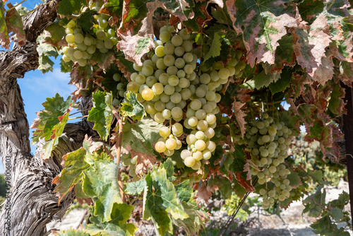 Harvest on famous sherry wines grape vineyards in Andalusia, Spain, sweet pedro ximenez or muscat, or palomino grapes, used for production of jerez, sherry sweet and dry wines photo