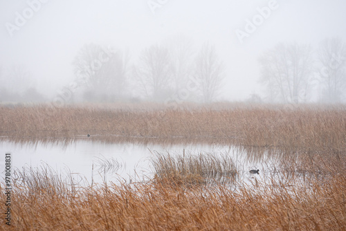 Wallpaper Mural Riverside landscape in the mist in winter. Nature background. Torontodigital.ca