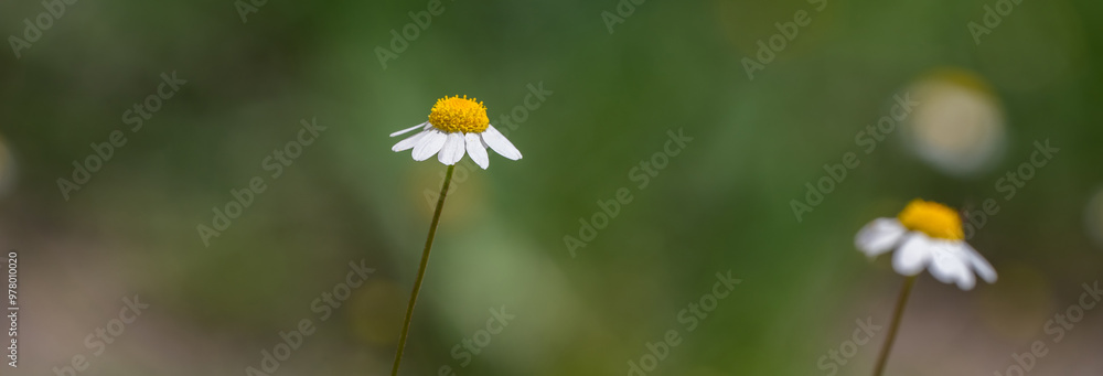 daisy close up, field of daisies, natural picture daisy close up, field of daisies, natural picture