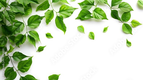 green leaves isolated on white background