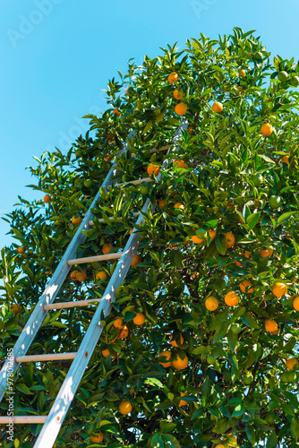 Ladder to the orange tree with ripe juicy fruits
