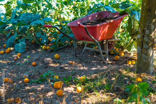 Wheelbarrow among fallen fruits in the orange tree garden