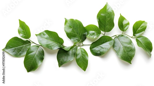 green leaves isolated on white background