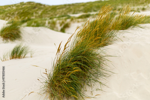 Fototapeta Naklejka Na Ścianę i Meble -  Coastal dune grass swaying gently in the breeze on a sunny day at the beach near the ocean