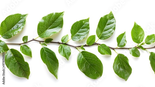 Leaves