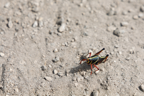 Eastern Lubber Grasshopper on a gray dirt road in Florida