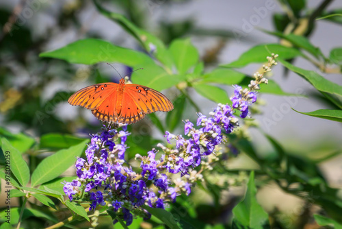 Gulf Fritillary (Dione vanillae) butterfly on purple flowers in a garden photo