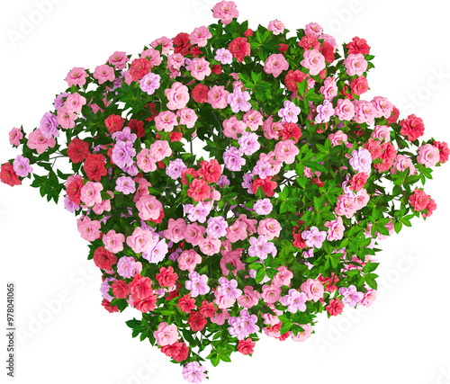 Top view of Camellia Sasanqua plant with flowers