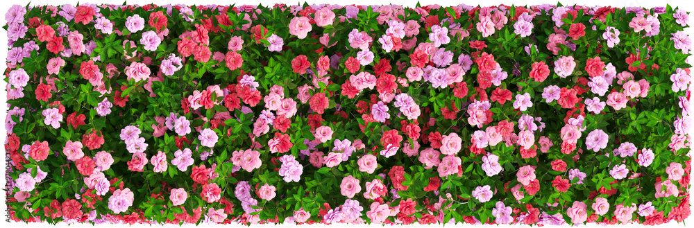 Top view of Camellia Sasanqua plant with flowers Top view of Camellia Sasanqua plant with flowers
