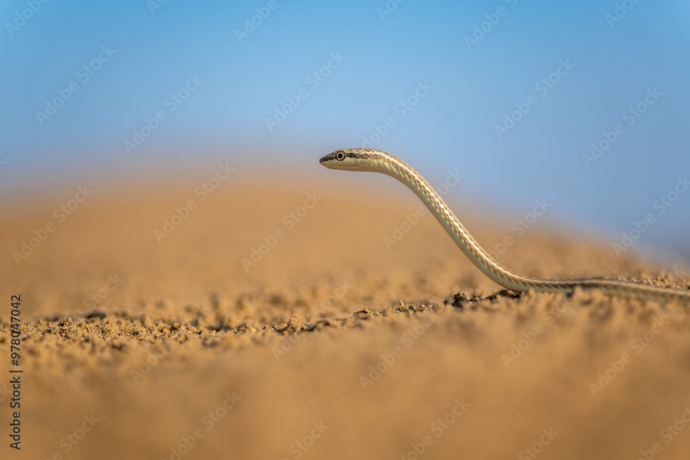 Side profile portrait of an Afro-asian sand snake or Schokari sand racer moving on sand dunes after a light shower at Thar desert, Jaisalmer, Rajasthan, India Side profile portrait of an Afro-asian sand snake or Schokari sand racer moving on sand dunes after a light shower at Thar desert, Jaisalmer, Rajasthan, India