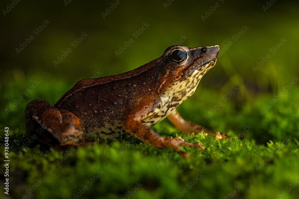 Full body side profile portrait of a beautiful dancing frog sitting on a mossy surface from Munnar, Kerala, India Full body side profile portrait of a beautiful dancing frog sitting on a mossy surface from Munnar, Kerala, India
